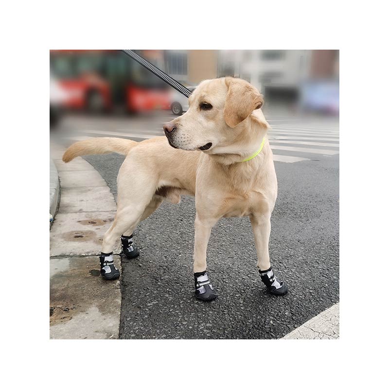 Dog shoes