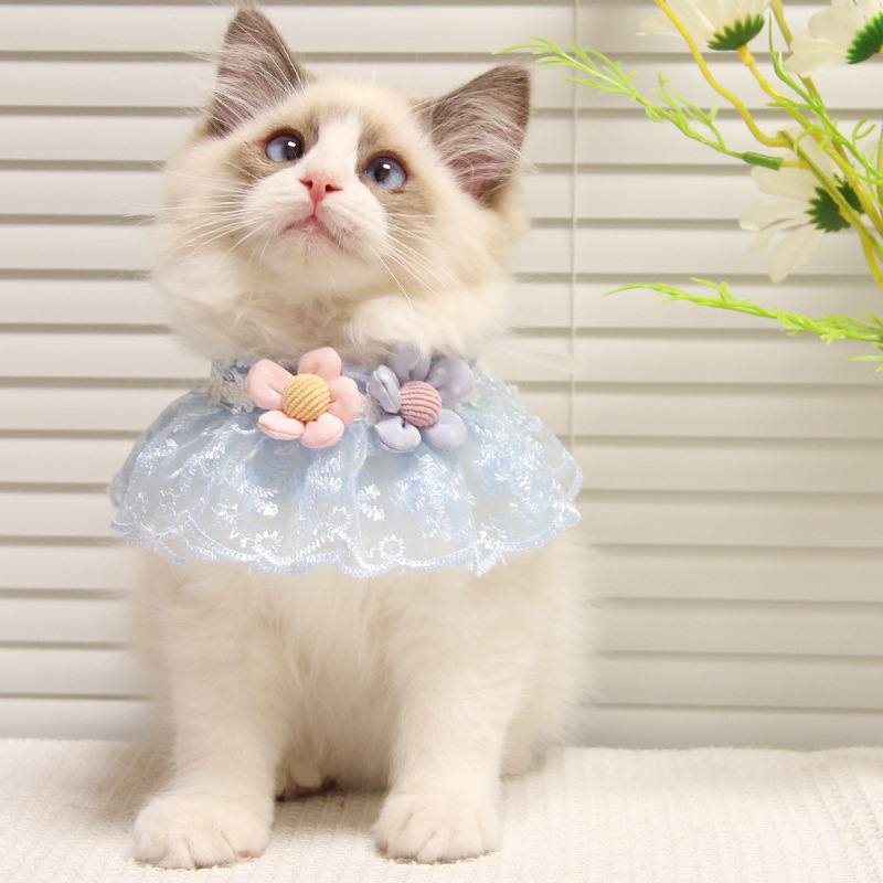Blue Lace Cat Collar